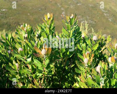 Outeniqua Pincushion (Leucospermum glabrum) Plantae Stockfoto