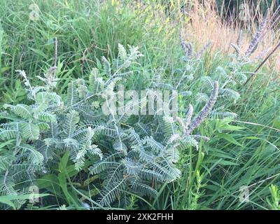 Leadplant (Amorpha canescens) Plantae Stockfoto