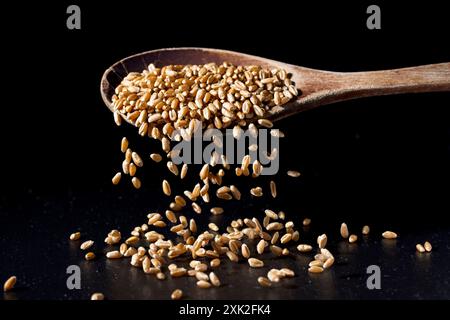 Ein Konzeptfoto von kleinen harten roten Weizenbeeren, die vom Löffel auf den Tisch fallen. Stockfoto