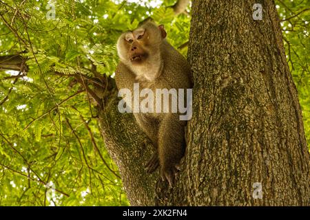 Brüllender Affe auf einem grünen Baumzweig im Thailändischen wald Stockfoto