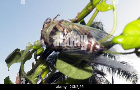 RESH Cicada (Megatibicen RESH) Insecta Stockfoto