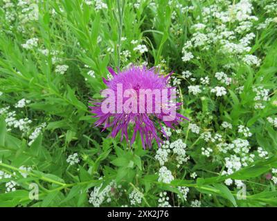 Amerikanische Körbchenblume (Plectocephalus americanus) Plantae Stockfoto