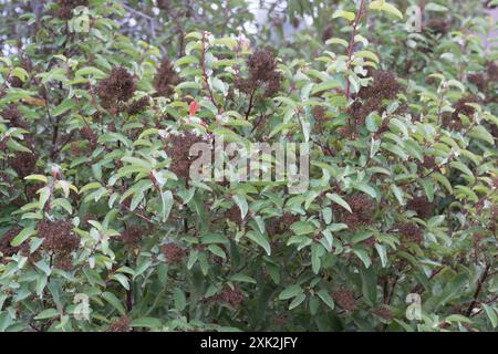 laurel Sumac (Malosma laurina) Plantae Stockfoto