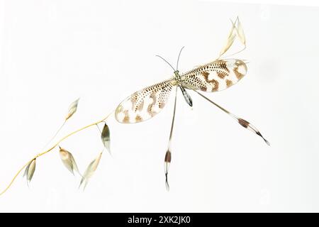 Eine elegante Nemoptera bipennis, die allgemein als Löffelflügelschnürung bekannt ist und zart auf einem schmalen Grasstrand vor weißem Hintergrund thront, zeigt Stockfoto