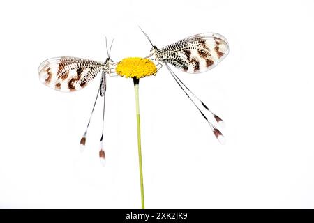 Zwei Nemoptera bipennis mit markanten Spitzenflügeln, die auf einer einzigen gelben Blume auf einem scharf weißen Hintergrund sanft ausbalanciert sind Stockfoto