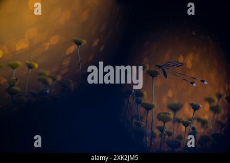 Ein Nemoptera bipennis-Insekt, das zart auf einer Blume thront und vor einem warmen, schimmernden Bokeh-Hintergrund einen einzigartigen Langflügel bildet Stockfoto