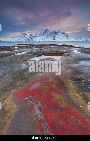 Eine atemberaubende Winterszene in Lofoten, Norwegen, mit dramatischen schneebedeckten Gipfeln hinter lebendigen, mit roten Algen übersäten Ufern unter einem pastellfarbenen Sonnenuntergang Stockfoto