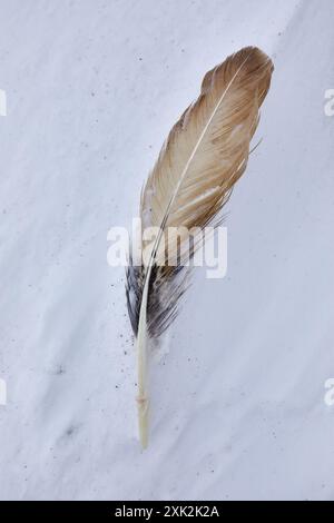 Eine detaillierte Nahaufnahme einer mehrfarbigen Feder auf einem knusprigen, schneebedeckten Hintergrund, aufgenommen in der Winterlandschaft von Lofoten, Norwegen Stockfoto