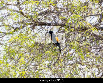 Ein Black Vented Oriole (Icterus wagleri), mit seinem markanten schwarzen Körper und leuchtend orangen Flecken, thront auf einem Zweig eines Baumes in Mexiko. Der Vogel Stockfoto