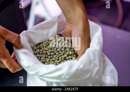 Nahaufnahme einer Person, die einen weißen Sack hält und kleine grüne Erbsenkerne in einen Behälter gießt, wodurch die Vorbereitung für das Pflanzen von Mikrogrün hervorgehoben wird Stockfoto