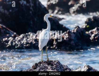 Ein schneebedeckter Reiher (Egretta thula) steht auf einem Felsvorsprung in der Nähe des Ozeans in Mexiko. Der Vogel ist weiß mit einem gelben Schaft und schwarzen Beinen; und er ist f Stockfoto