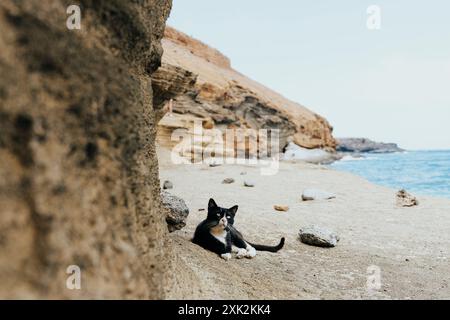 Eine schwarz-weiße Katzenlounge liegt ruhig neben einer felsigen Klippe am Meer und fängt die Ruhe des Sommerurlaubs an einem abgeschiedenen Strand ein Stockfoto