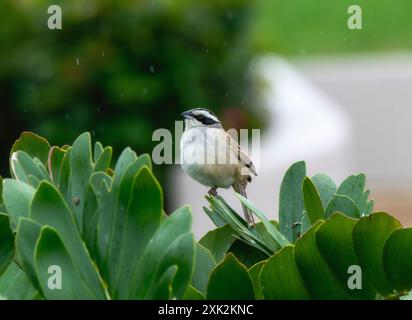 Ein Streifenkopf-Sparrow (Peucaea ruficauda); ein kleiner brauner und weißer singvogel mit einem markanten schwarzen Streifen auf dem Kopf; thront auf einem Zweig von üppigem Grün Stockfoto