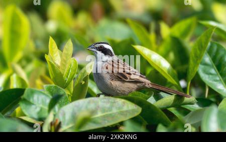 Ein Streifenkopf-Sparrow (Peucaea ruficauda); gekennzeichnet durch seine markanten schwarz-weißen Kopfstreifen; thront auf einem Zweig von grünem Laub in mir Stockfoto