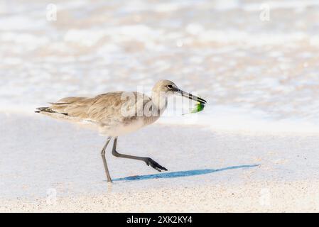 Eine Willet (Tringa semipalmata) spaziert an einem Sandstrand in Mexiko und hält ein Stück grüne Algen im Schnabel. Die Beine des Vogels sind lang und schlank; und Stockfoto