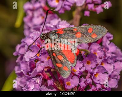 Nahaufnahme einer transalpinen burnet-Motte, die auf Buddleia-Blüten sitzt Stockfoto