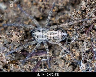 lance Wolf Spinnen (Schizocosa avida) Arachnida Stockfoto