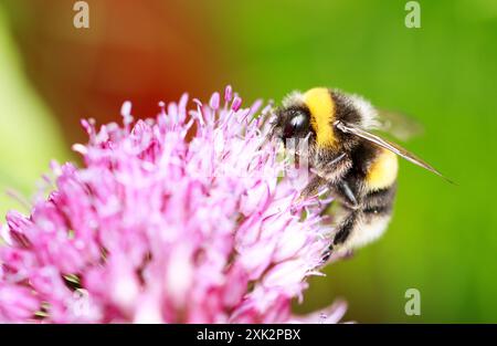 Honigbiene, die auf einem leuchtend violetten Allium-Blumenkopf mit einem natürlichen, unscharfen, leuchtend grünen Hintergrund gefüttert wird Stockfoto