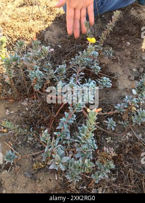 Strand-Nachtkerze (Camissoniopsis cheiranthifolia cheiranthifolia) Plantae Stockfoto