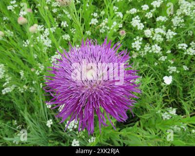 Amerikanische Körbchenblume (Plectocephalus americanus) Plantae Stockfoto