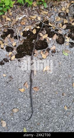 Graue Ratsnake (Pantherophis spiloides) Reptilia Stockfoto