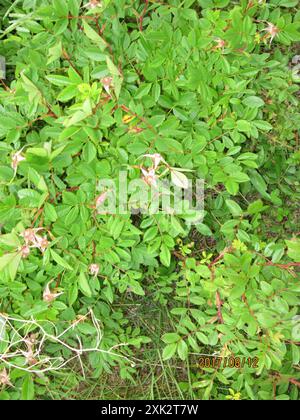 Virginische Rose (Rosa virginiana) Plantae Stockfoto