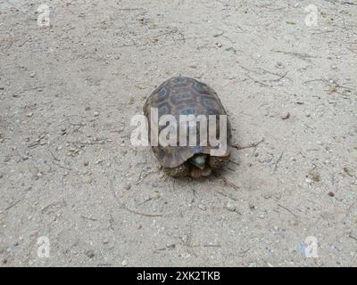 Spekes Scharnierschildkröte (Kinixys spekii) Reptilia Stockfoto
