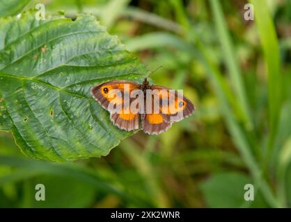 Gatekeeper Schmetterling Pyronia tithonus, der sich im Sonnenschein in der englischen Landschaft von Lincolnshire sonnt Stockfoto