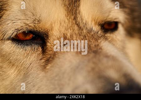 Detaillierte Nahaufnahme des schwarz-weißen Malamute-Gesichts mit bernsteinfarbenen Augen Stockfoto