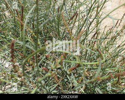 Schmalblättrige Stillingia (Stillingia linearifolia) Plantae Stockfoto
