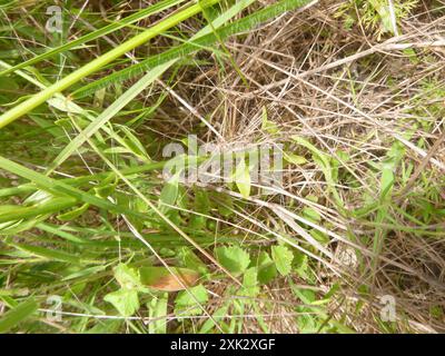 Orangenmilchkraut (Polygala lutea) Plantae Stockfoto