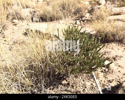 Damianita (Chrysactinia mexicana) Plantae Stockfoto