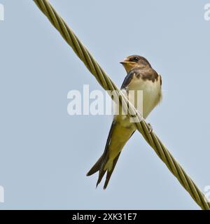 Hirundo rustica alias Scheunenschwalbe auf Elektrodraht. Isoliert auf blauem Hintergrund. Stockfoto