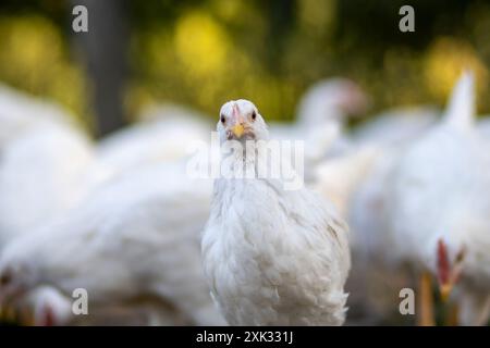 Weiße Hühner in einem Zaun verschwommener Hintergrund. Stockfoto