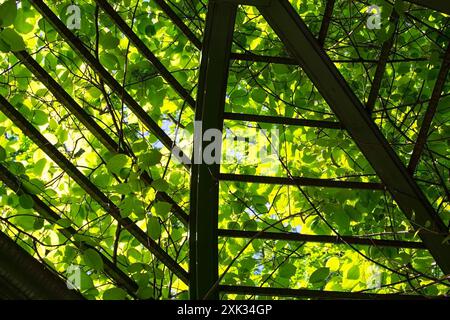 Gartenlaube im Park an einem sonnigen Sommertag. Hölzerne Pergola bedeckt mit grünen Pflanzen. Die Sonne scheint durch das Laub. Stockfoto