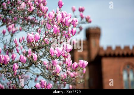 WASHINGTON DC – die Magnolien der Untertassen blühen im Frühjahr, im Hintergrund ist das Smithsonian Castle zu sehen. Diese blühenden Bäume im Garten Enid A. Haupt blühen typischerweise einige Wochen vor der berühmten Kirschblüte der Stadt. Stockfoto