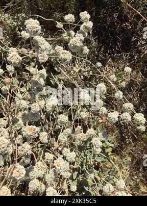 Buckweizen (Eriogonum latifolium) Plantae am Meer Stockfoto