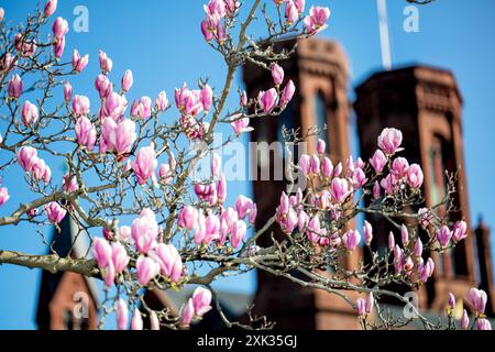 WASHINGTON DC – die Magnolien der Untertassen blühen im Frühjahr, im Hintergrund ist das Smithsonian Castle zu sehen. Diese blühenden Bäume im Enid A. Haupt Garden blühen typischerweise einige Wochen vor der berühmten Kirschblüte Washingtons. Stockfoto