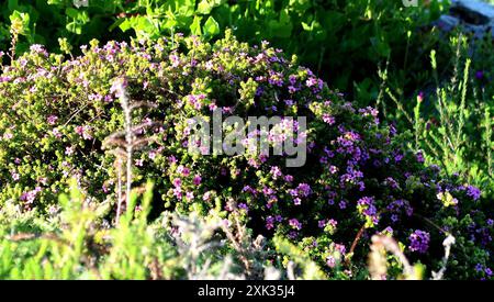 Kalksteinporzellan (Acmadenia heterophylla) Plantae Stockfoto