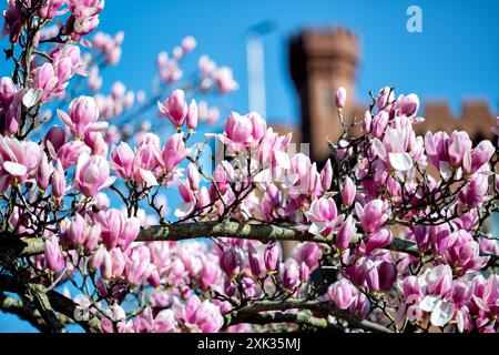 WASHINGTON DC – im Enid A. Haupt Garden blühen Unterteller-Magnolien, im Hintergrund ist das Smithsonian Castle zu sehen. Diese frühblühenden Bäume sind eines der ersten Anzeichen des Frühlings in der Hauptstadt, die typischerweise mehrere Wochen vor der Kirschblüte der Stadt blühen. Der viktorianische Garten befindet sich auf dem Gelände der Smithsonian Institution. Stockfoto
