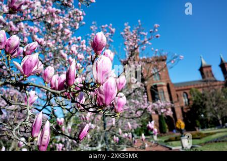 WASHINGTON DC – die Magnolienblüten der Untertassen blühen im Enid A. Haupt Garden, im Hintergrund ist das Smithsonian Castle zu sehen. Diese frühblühenden Bäume bieten eine der ersten Blumenarrangements der Frühlingssaison in der Hauptstadt, die typischerweise mehrere Wochen vor der Kirschblüte der Stadt blühen. Der viktorianische Garten befindet sich auf dem Gelände der Smithsonian Institution. Stockfoto