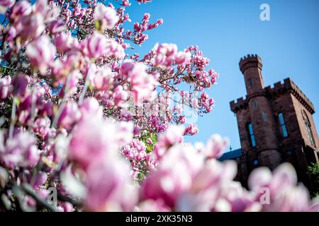 WASHINGTON DC – im Enid A. Haupt Garden blühen Unterteller-Magnolien, im Hintergrund ist das Smithsonian Castle zu sehen. Die Magnolien des viktorianischen Gartens in der National Mall gehören zu den ersten blühenden Bäumen, die jeden Frühling blühen, oft Wochen vor den berühmten Kirschbäumen. Stockfoto