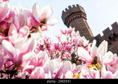 WASHINGTON DC – Untertassen-Magnolien blühen im Enid A. Haupt Garten mit dem Smithsonian Castle im Hintergrund. Diese im Frühjahr blühenden Bäume, die sich im viktorianischen Garten befinden, blühen typischerweise mehrere Wochen vor der Hauptsaison der Kirschblüte der Stadt. Stockfoto