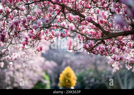 WASHINGTON, DC, Vereinigte Staaten – die Magnolienbäume der Untertassen blühen im Enid A. Haupt Garden, neben dem Smithsonian Castle. Die rosafarbenen und weißen Blüten dieser Zierbäume bilden eine farbenfrohe Frühlingsschau in diesem formellen öffentlichen Garten in der National Mall. Stockfoto