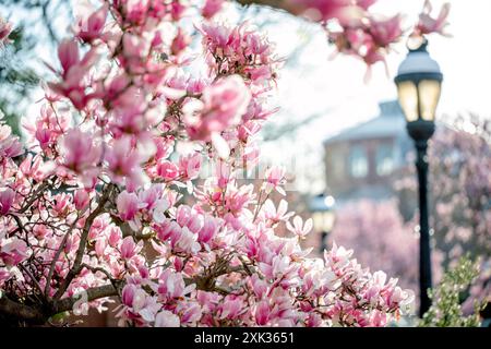 WASHINGTON, DC, Vereinigte Staaten – die Magnolienbäume der Untertassen blühen im Enid A. Haupt Garden, neben dem Smithsonian Castle. Die rosafarbenen und weißen Blüten dieser Zierbäume bilden eine farbenfrohe Frühlingsschau in diesem formellen öffentlichen Garten in der National Mall. Stockfoto