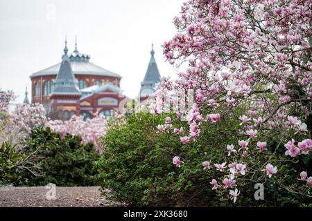 WASHINGTON DC – im Enid A. Haupt Garden, einem viktorianischen Garten hinter dem Smithsonian Castle, erblühen Untertassen-Magnolien. Diese frühblühenden Bäume bieten eine der ersten Blumenvorstellungen des Frühlings in der Hauptstadt, die typischerweise mehrere Wochen vor der berühmten Kirschblüte der Stadt blühen. Das Smithsonian's Arts and Industries Building ist im Hintergrund zu sehen. Stockfoto