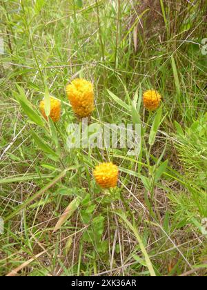 Orangenmilchkraut (Polygala lutea) Plantae Stockfoto