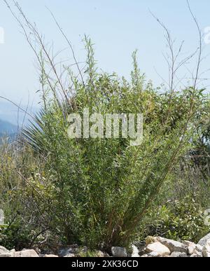 Schmalblättrige Weide (Salix exigua) Plantae Stockfoto