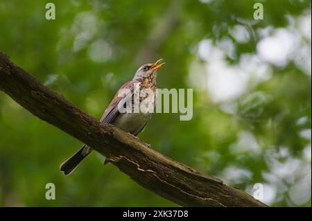 Der Vogel Turdus pilaris, auch Feldzucht genannt, steht auf dem Baumzweig im Wald. Stockfoto