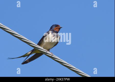 Hirundo rustica alias Scheunenschwalbe auf Elektrodraht. Isoliert auf blauem Hintergrund. Stockfoto